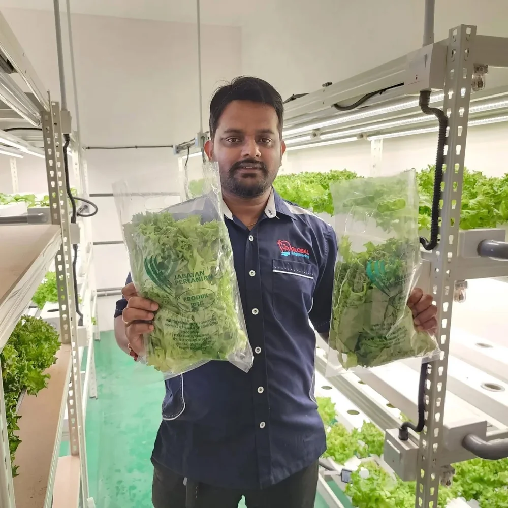 A JP Global team member holding packed lettuce beside hydroponic growing racks