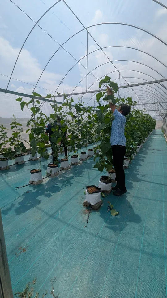 Walking through a greenhouse growing tunnel