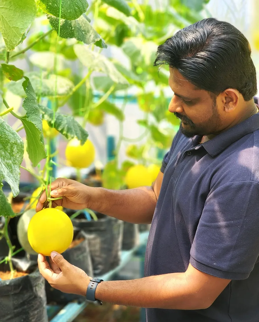Inspecting fruit on the vine at a working site