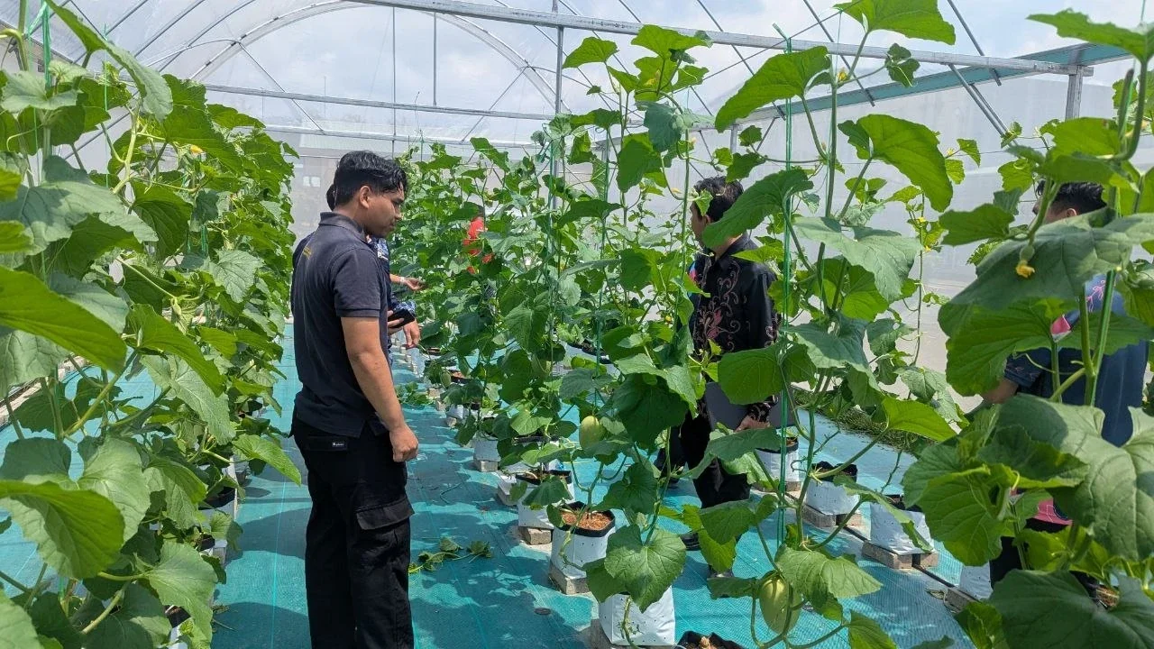 Inspecting melon vines inside a greenhouse