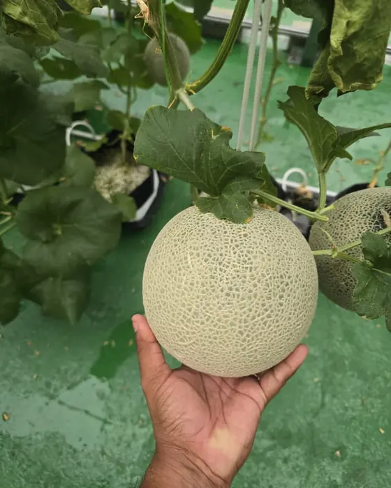 A netted melon in hand inside a greenhouse