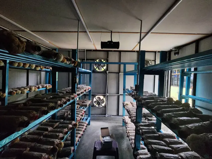 Inside a mushroom growing house
