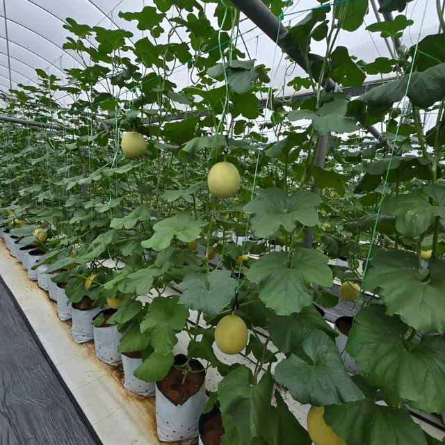 Melons growing under a greenhouse structure