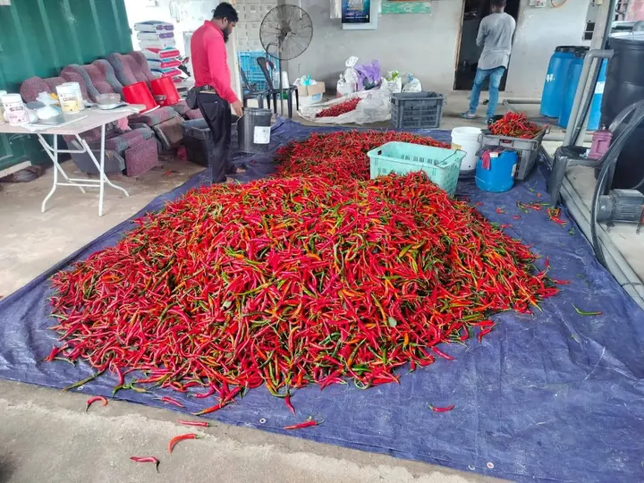 A chilli harvest laid out for sorting