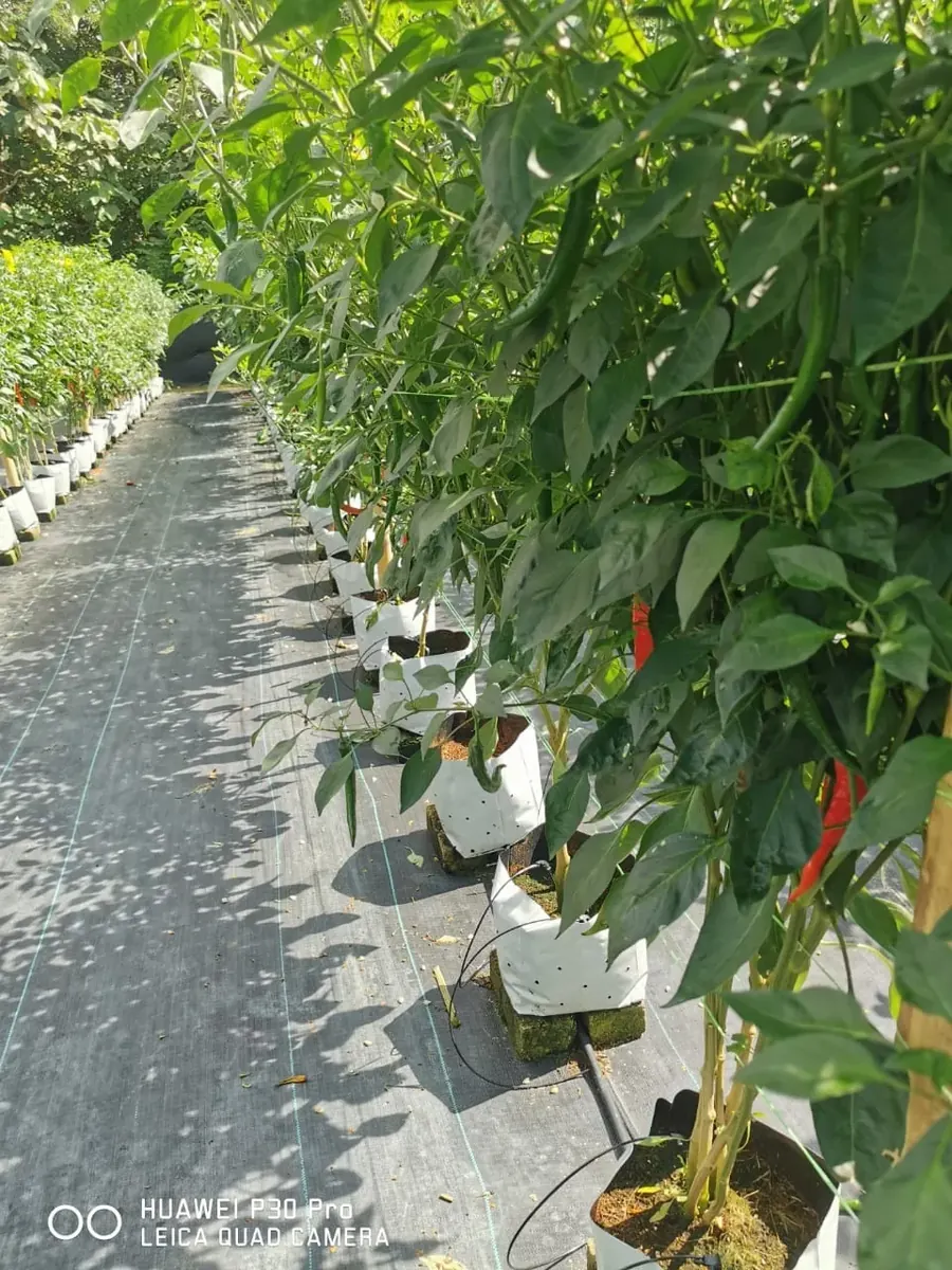 Chilli grown in rows under protected cultivation