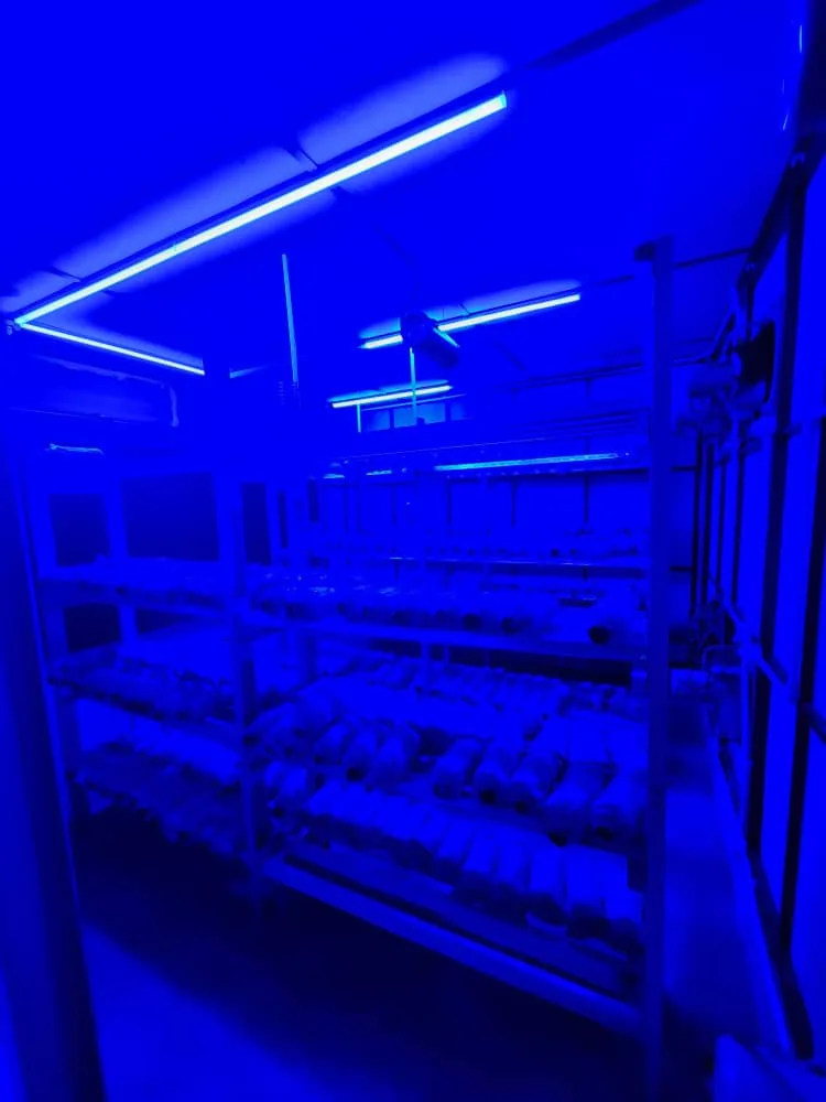 A controlled-environment growing room under LED lighting