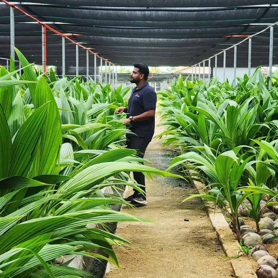 A nursery of young palms being raised in polybags