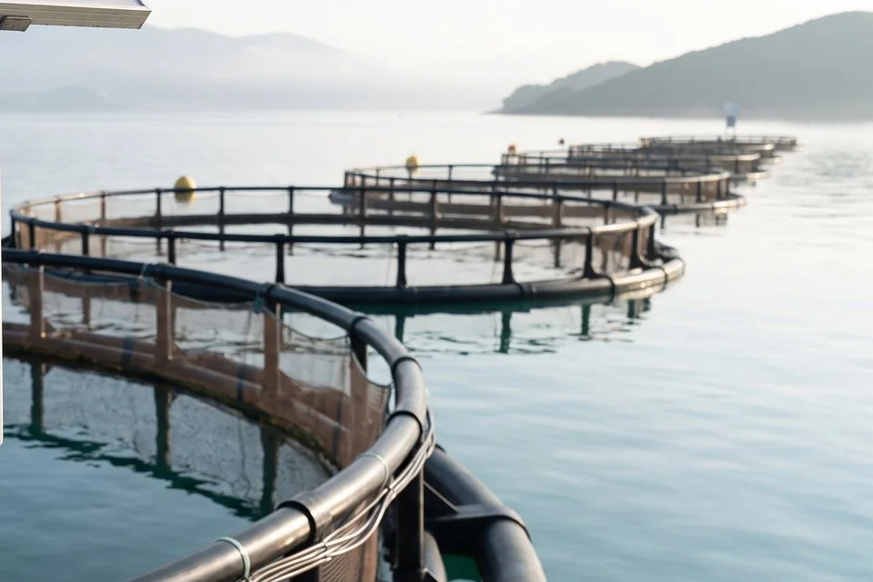 A line of circular floating fish cages on calm water, with hills behind