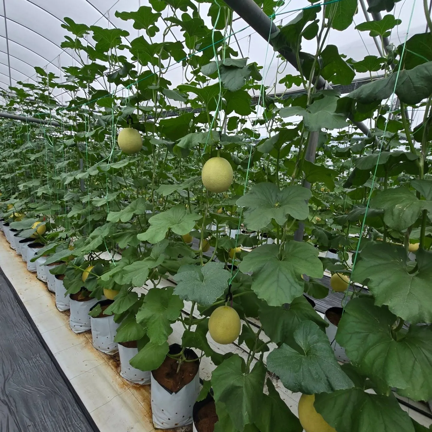 Melon vines trained up strings in a greenhouse