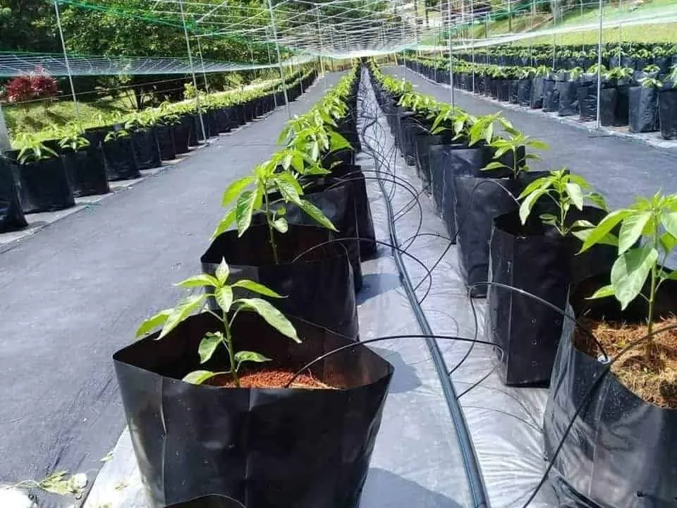 Seedlings in grow bags on drip lines under shade netting