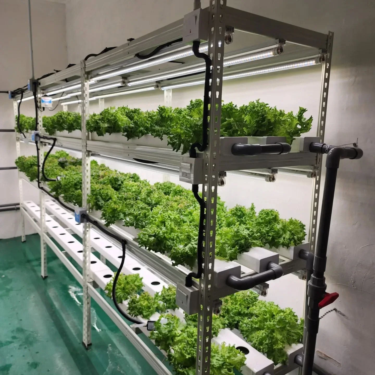 Lettuce on lit hydroponic racks in an indoor growing room