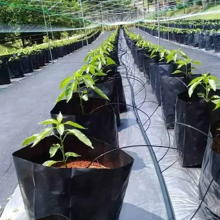 Drip lines running along rows of young plants in black polybags