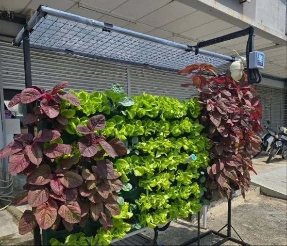 A garden standing outside a shopfront, its pots full of green lettuce and red amaranth under the solar panel