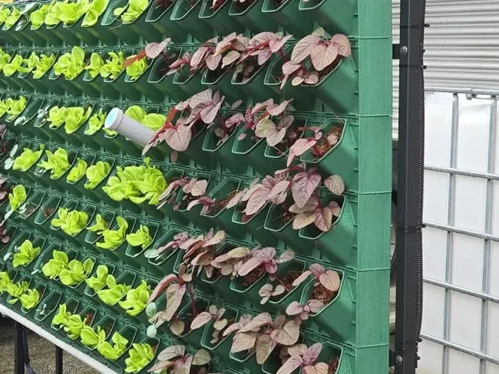 A close view of the planting grid: young lettuce and red amaranth in individual pots, with a feed pipe across them