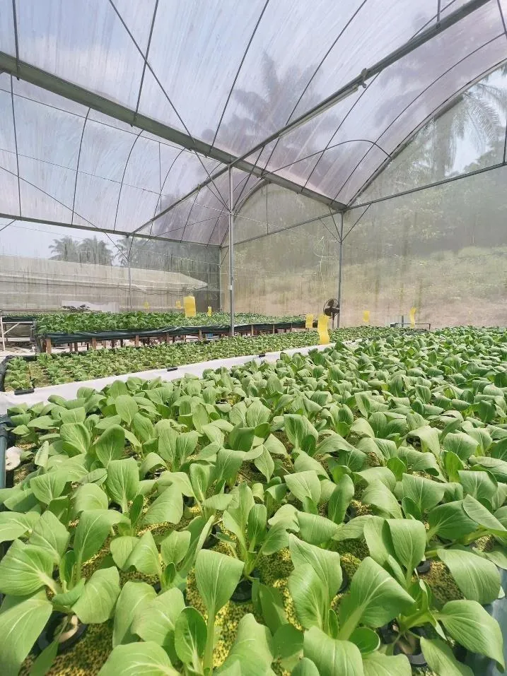 Pak choi filling the growing channels, photographed close up