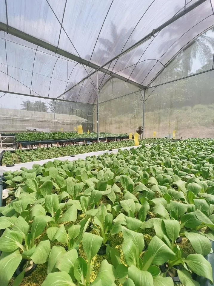 Rows of pak choi in channels filling a net house, with a fan on the far wall and daylight through the roof