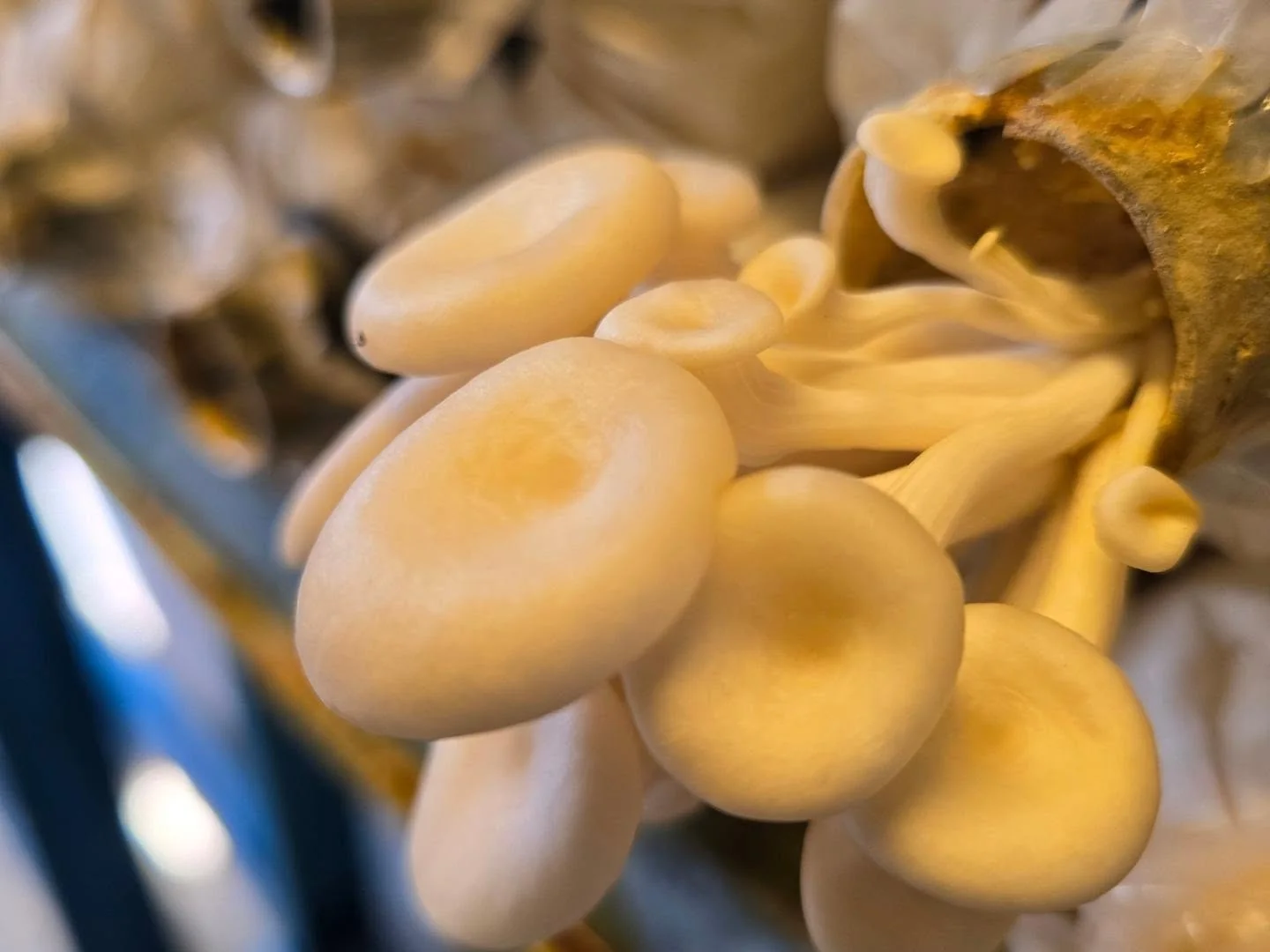 Pale young oyster mushrooms growing in a cluster out of the neck of a growing bag