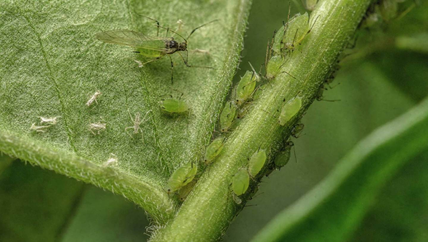 Aphids clustered along the stem and the underside of a leaf