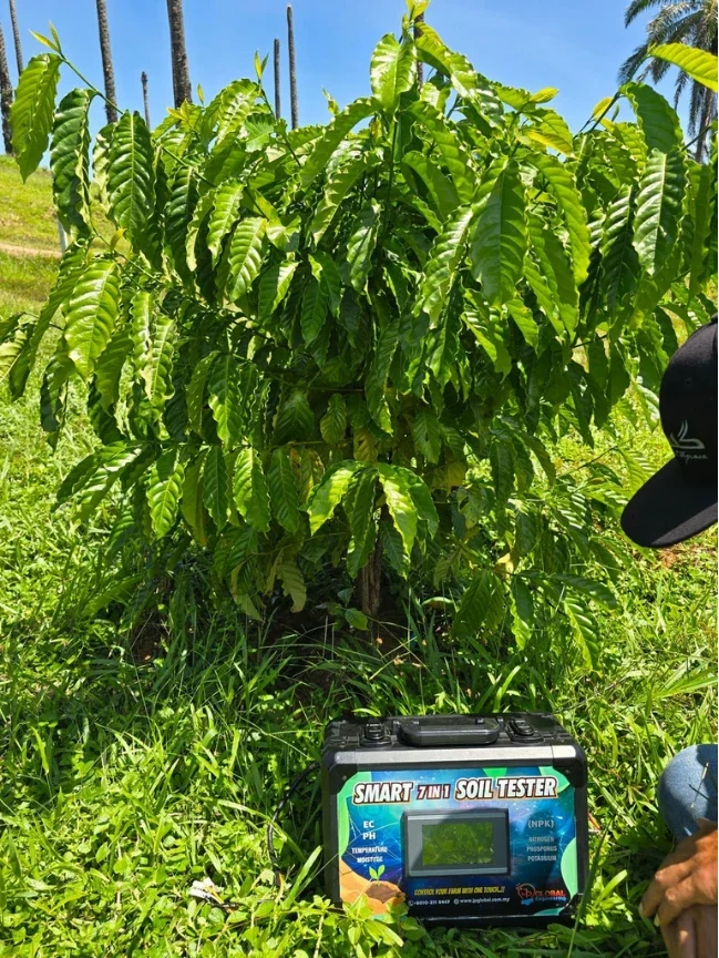 The tester set down in long grass beside a young leafy plant